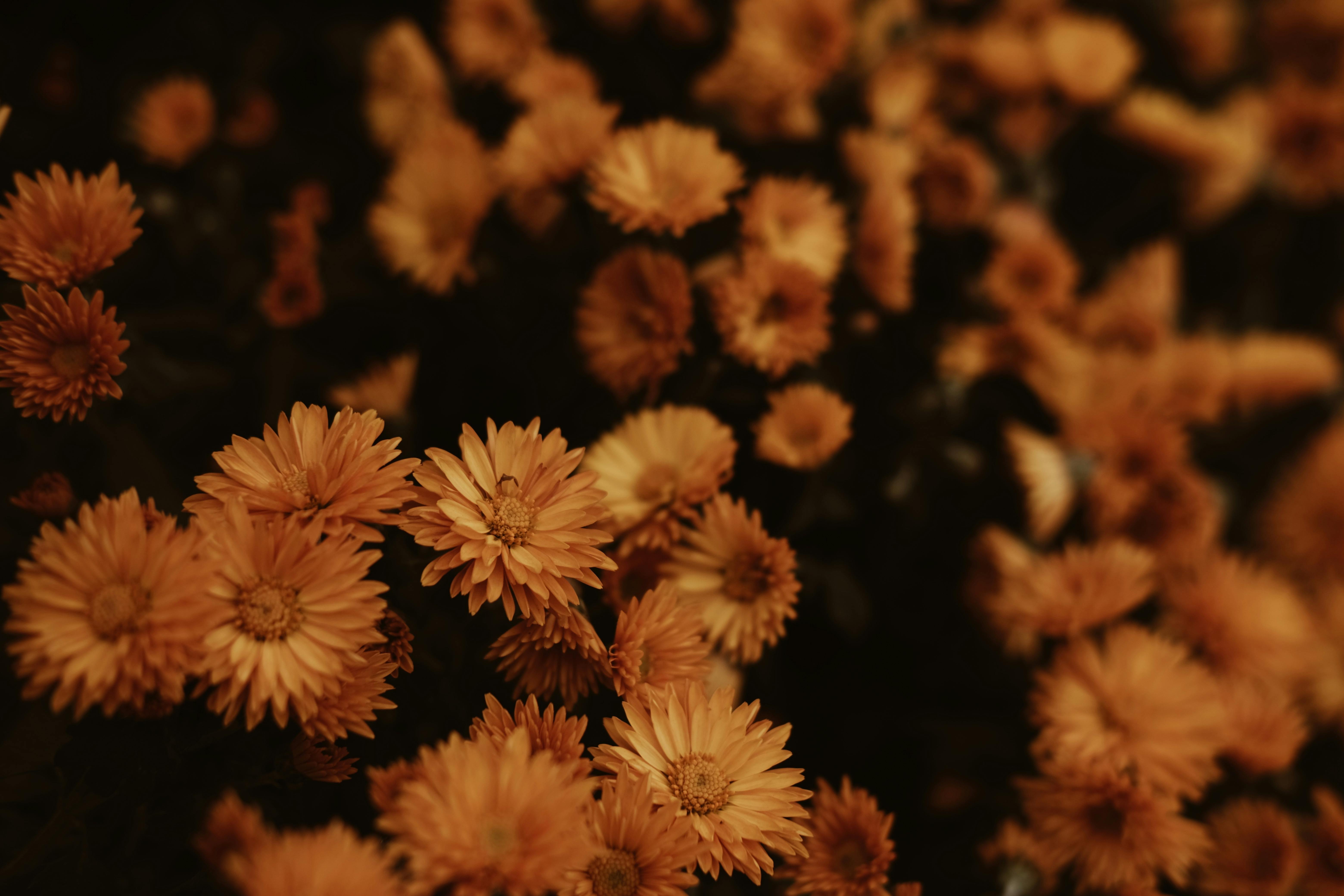 What Plants Do Gophers Hate - PlantopiaHub - Your Ultimate Destination ...